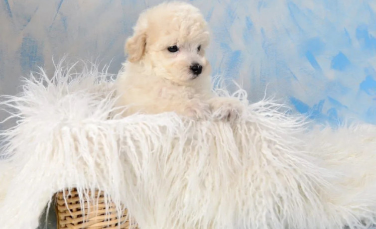 miniature-poodle-puppies-for-sale-in-ny-new-york-big-8