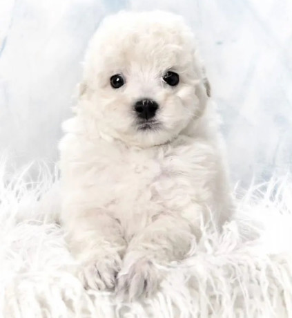 miniature-poodle-puppies-for-sale-in-ny-new-york-big-6