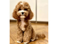 toy-poodle-puppy-looking-for-a-home-in-mn-minnesota-small-1