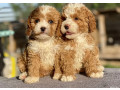 toy-poodle-puppy-looking-for-a-home-in-mn-minnesota-small-0