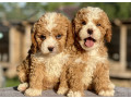 toy-poodle-puppy-looking-for-a-home-in-mn-minnesota-small-2