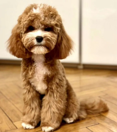 toy-poodle-puppy-looking-for-a-home-in-mn-minnesota-big-1