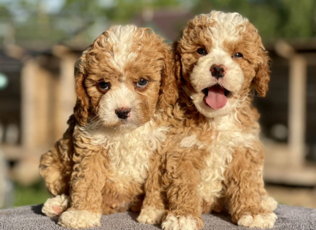 toy-poodle-puppy-looking-for-a-home-in-mn-minnesota-big-2