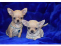 2-female-chihuahuas-looking-for-a-home-in-ny-new-york-small-1