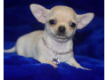 2-female-chihuahuas-looking-for-a-home-in-ny-new-york-small-2