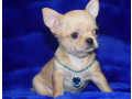 2-female-chihuahuas-looking-for-a-home-in-ny-new-york-small-3