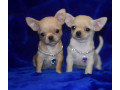 2-female-chihuahuas-looking-for-a-home-in-ny-new-york-small-0