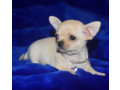 2-female-chihuahuas-looking-for-a-home-in-ny-new-york-small-4