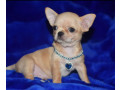 2-female-chihuahuas-looking-for-a-home-in-ny-new-york-small-7