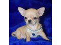 2-female-chihuahuas-looking-for-a-home-in-ny-new-york-small-6