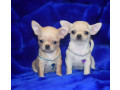 2-female-chihuahuas-looking-for-a-home-in-ny-new-york-small-8