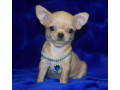 2-female-chihuahuas-looking-for-a-home-in-ny-new-york-small-5