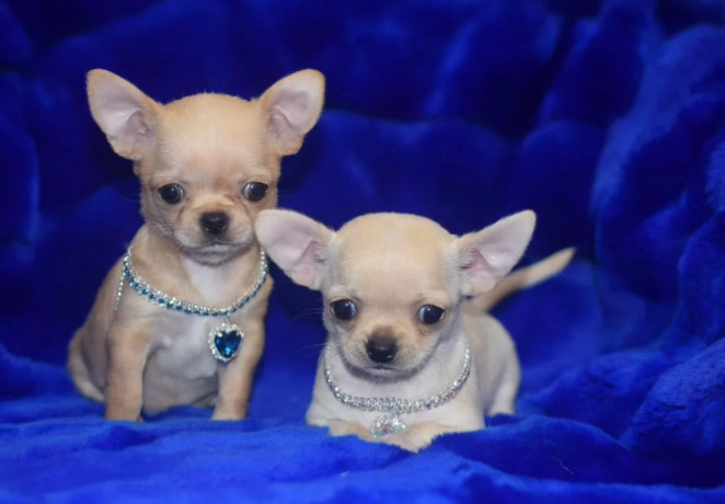 2-female-chihuahuas-looking-for-a-home-in-ny-new-york-big-1