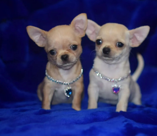 2-female-chihuahuas-looking-for-a-home-in-ny-new-york-big-0