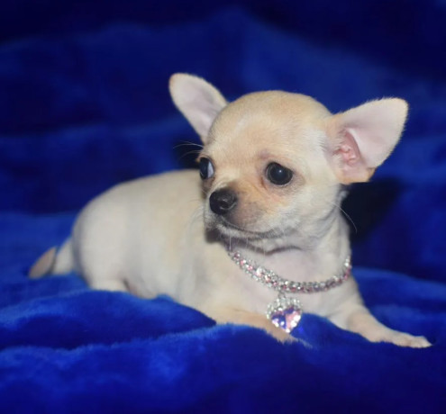 2-female-chihuahuas-looking-for-a-home-in-ny-new-york-big-4