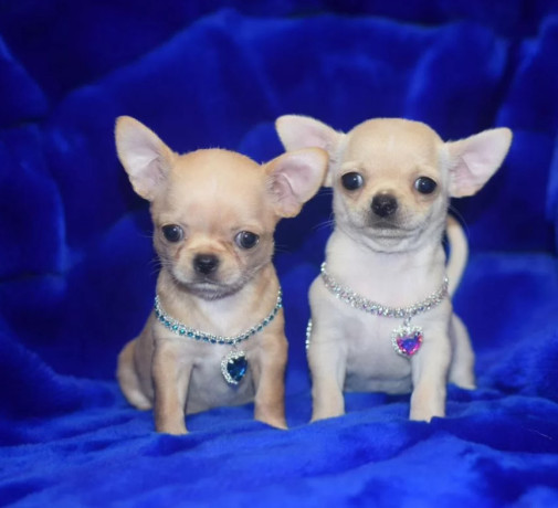 2-female-chihuahuas-looking-for-a-home-in-ny-new-york-big-8