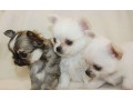 chihuahua-puppies-from-the-latest-litter-4-weeks-old-in-philadelphia-pa-small-0