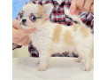 chihuahua-puppies-from-the-latest-litter-4-weeks-old-in-philadelphia-pa-small-1