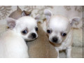 chihuahua-puppies-from-the-latest-litter-4-weeks-old-in-philadelphia-pa-small-2