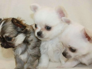 Chihuahua Puppies from the Latest Litter, 4 Weeks Old, in Philadelphia (PA)