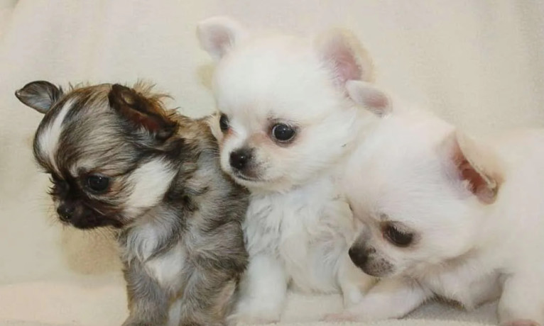 chihuahua-puppies-from-the-latest-litter-4-weeks-old-in-philadelphia-pa-big-0