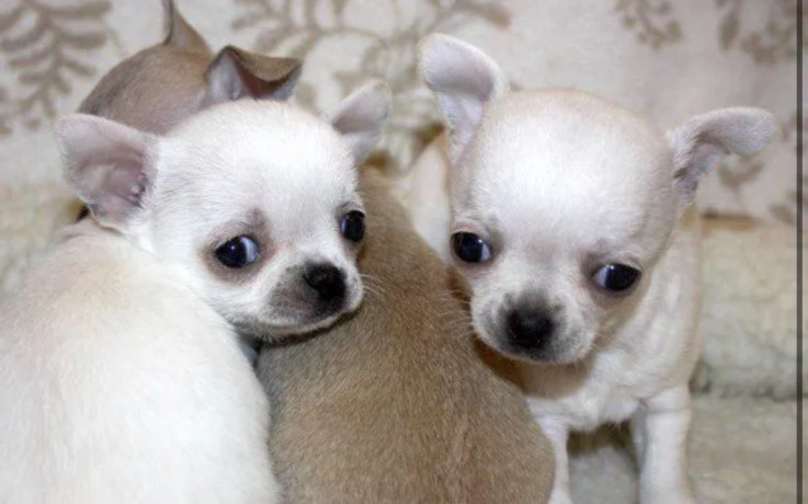 chihuahua-puppies-from-the-latest-litter-4-weeks-old-in-philadelphia-pa-big-2