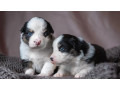 australian-shepherd-puppies-for-sale-in-boston-ma-small-1