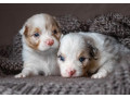 australian-shepherd-puppies-for-sale-in-boston-ma-small-0