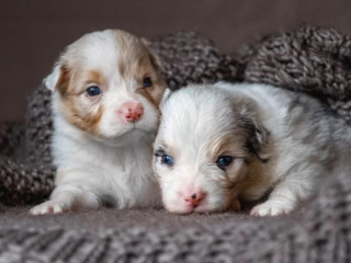 Australian Shepherd Puppies for Sale in Boston, MA