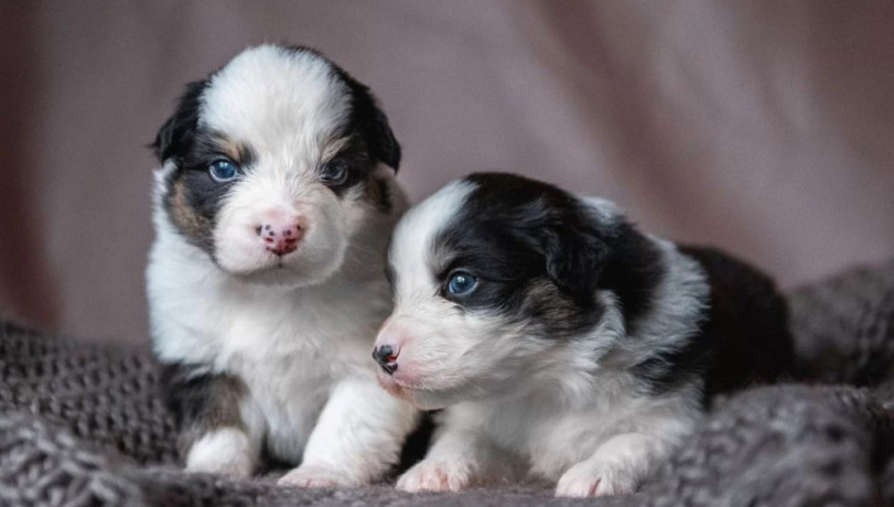 australian-shepherd-puppies-for-sale-in-boston-ma-big-1