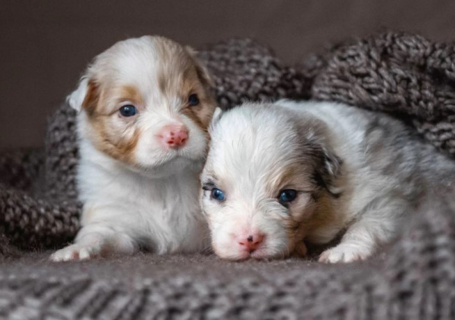 australian-shepherd-puppies-for-sale-in-boston-ma-big-0