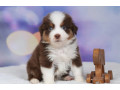 australian-shepherd-puppies-for-sale-in-ny-new-york-small-4