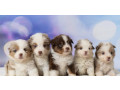 australian-shepherd-puppies-for-sale-in-ny-new-york-small-2