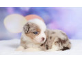 australian-shepherd-puppies-for-sale-in-ny-new-york-small-1