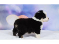 australian-shepherd-puppies-for-sale-in-ny-new-york-small-3