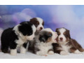 australian-shepherd-puppies-for-sale-in-ny-new-york-small-0