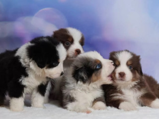 Australian Shepherd Puppies for Sale in NY (New York)