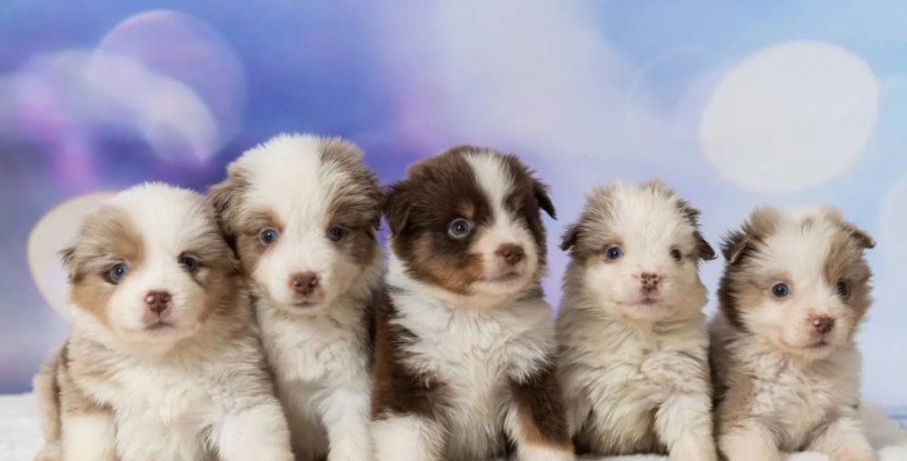 australian-shepherd-puppies-for-sale-in-ny-new-york-big-2