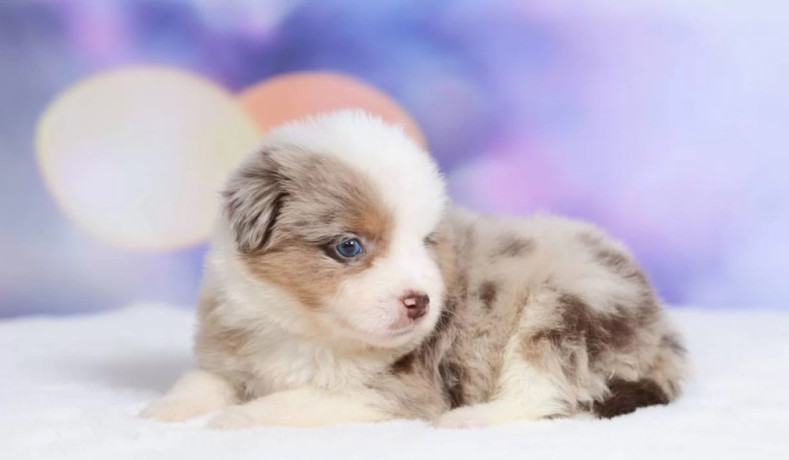 australian-shepherd-puppies-for-sale-in-ny-new-york-big-1