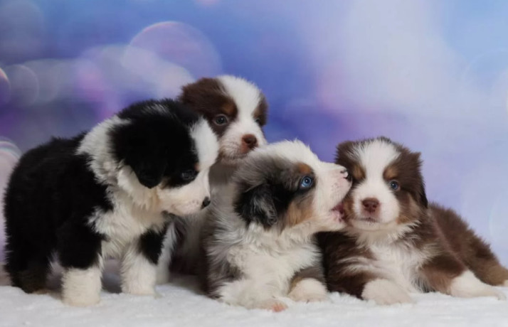 australian-shepherd-puppies-for-sale-in-ny-new-york-big-0