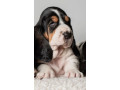 basset-hound-puppies-for-sale-in-tx-texas-small-1