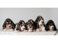 basset-hound-puppies-for-sale-in-tx-texas-small-0