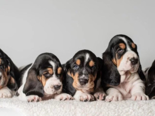 Basset Hound Puppies for Sale in TX ( Texas )