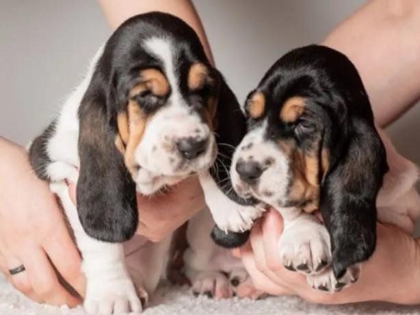 basset-hound-puppies-for-sale-in-tx-texas-big-2