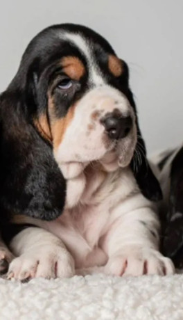 basset-hound-puppies-for-sale-in-tx-texas-big-1