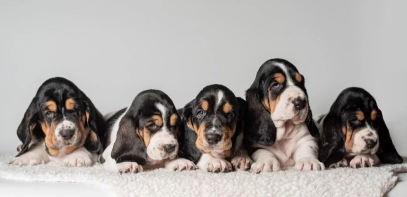 basset-hound-puppies-for-sale-in-tx-texas-big-0