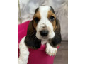 basset-hound-puppy-for-sale-in-pa-pennsylvania-small-1