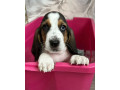 basset-hound-puppy-for-sale-in-pa-pennsylvania-small-4