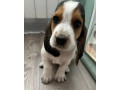 basset-hound-puppy-for-sale-in-pa-pennsylvania-small-3