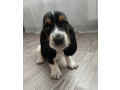 basset-hound-puppy-for-sale-in-pa-pennsylvania-small-0